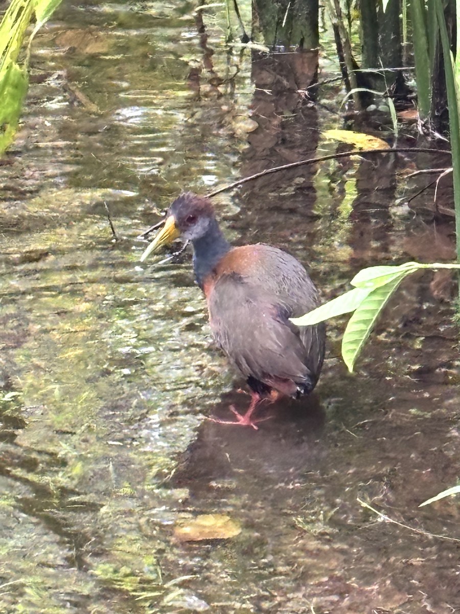 Russet-naped Wood-Rail - ML636546257