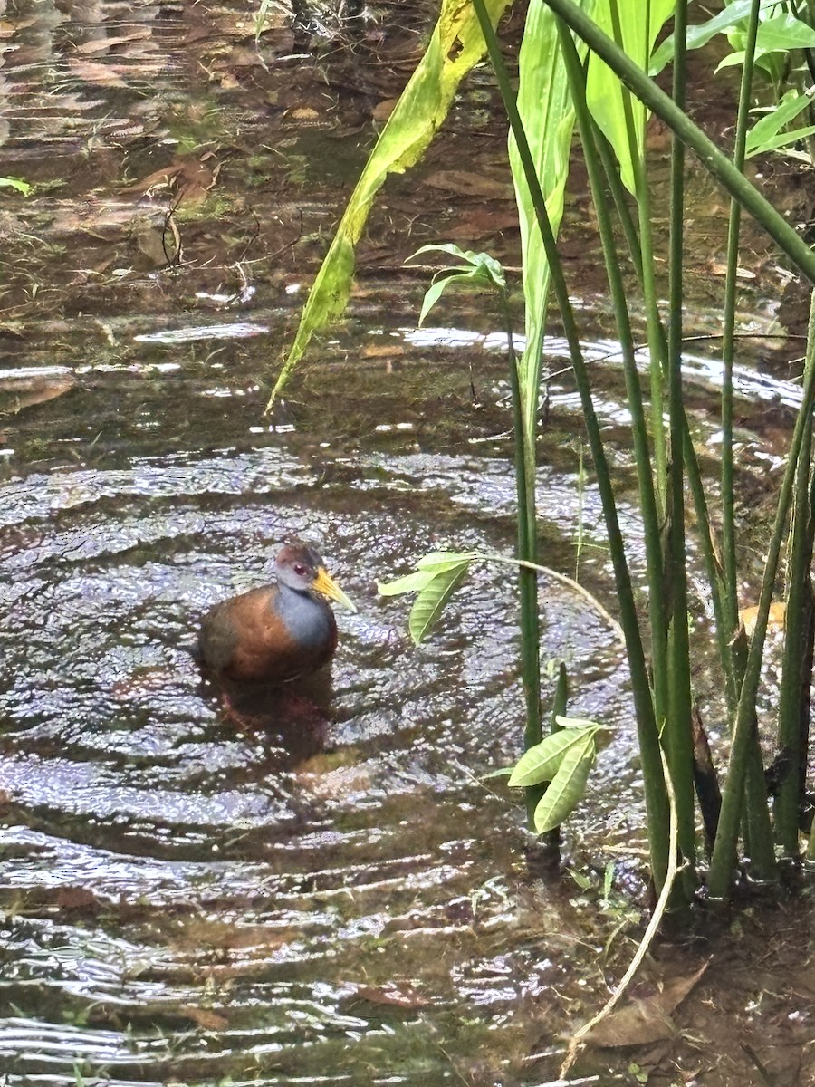 Russet-naped Wood-Rail - ML636546258
