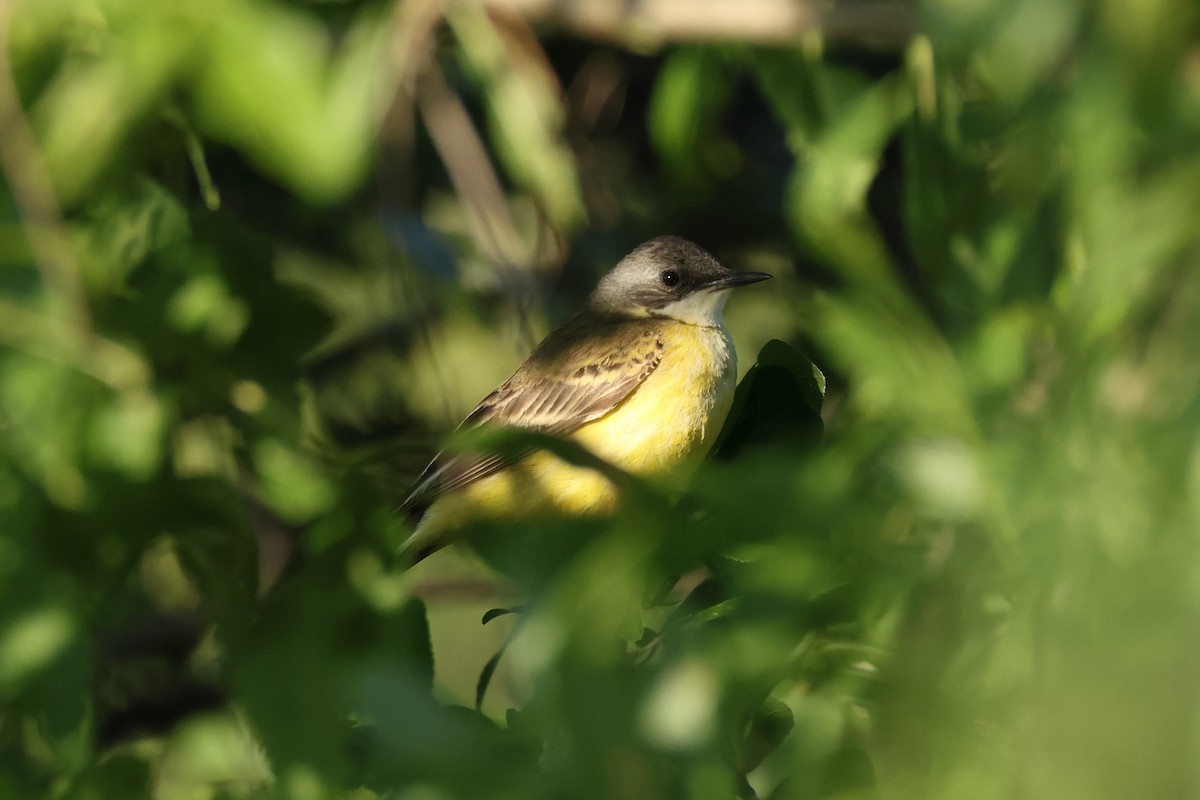 Bergeronnette printanière (iberiae/cinereocapilla/pygmaea) - ML636546259