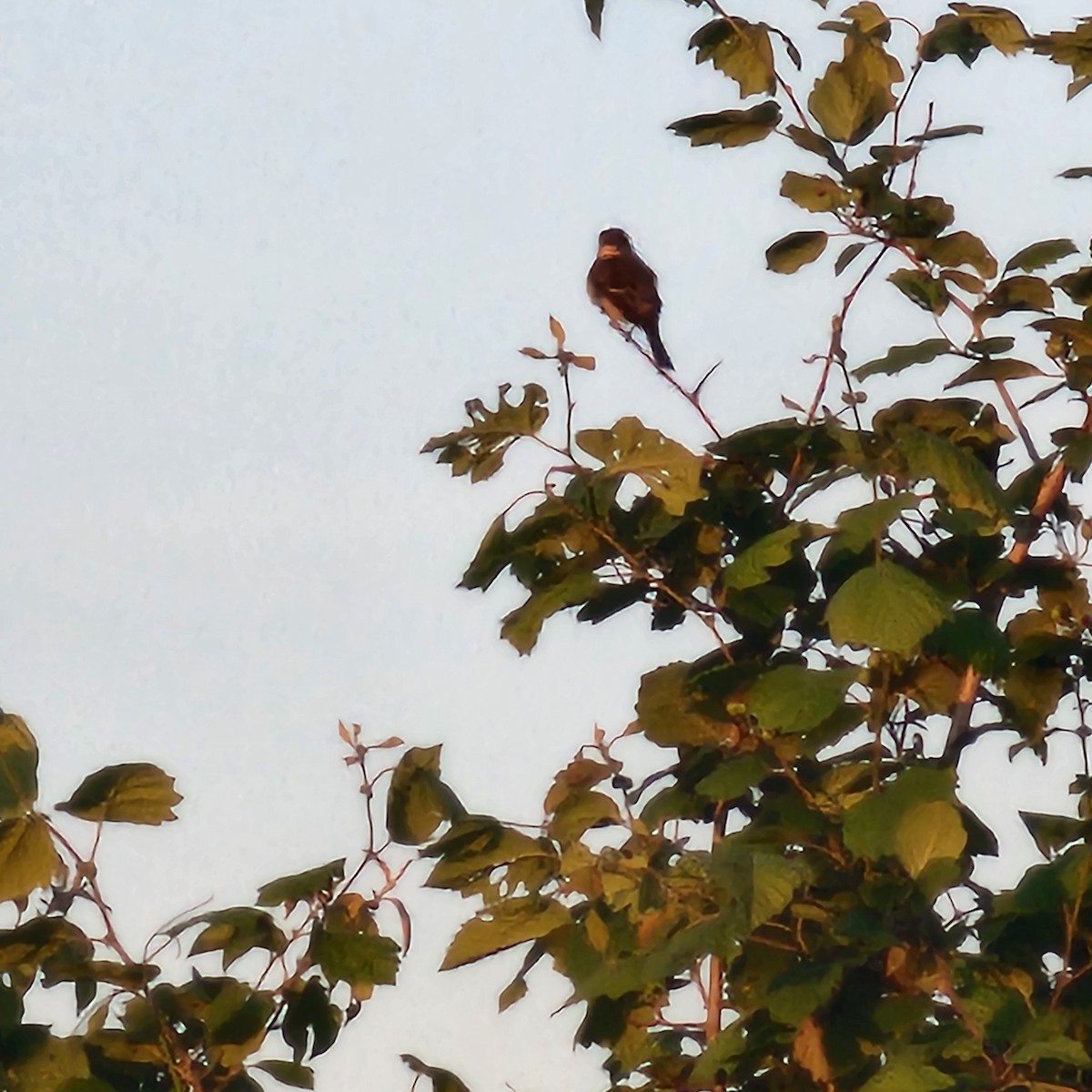 Willow Flycatcher - ML636546375