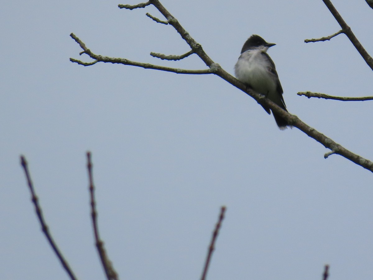 Eastern Kingbird - ML636546478