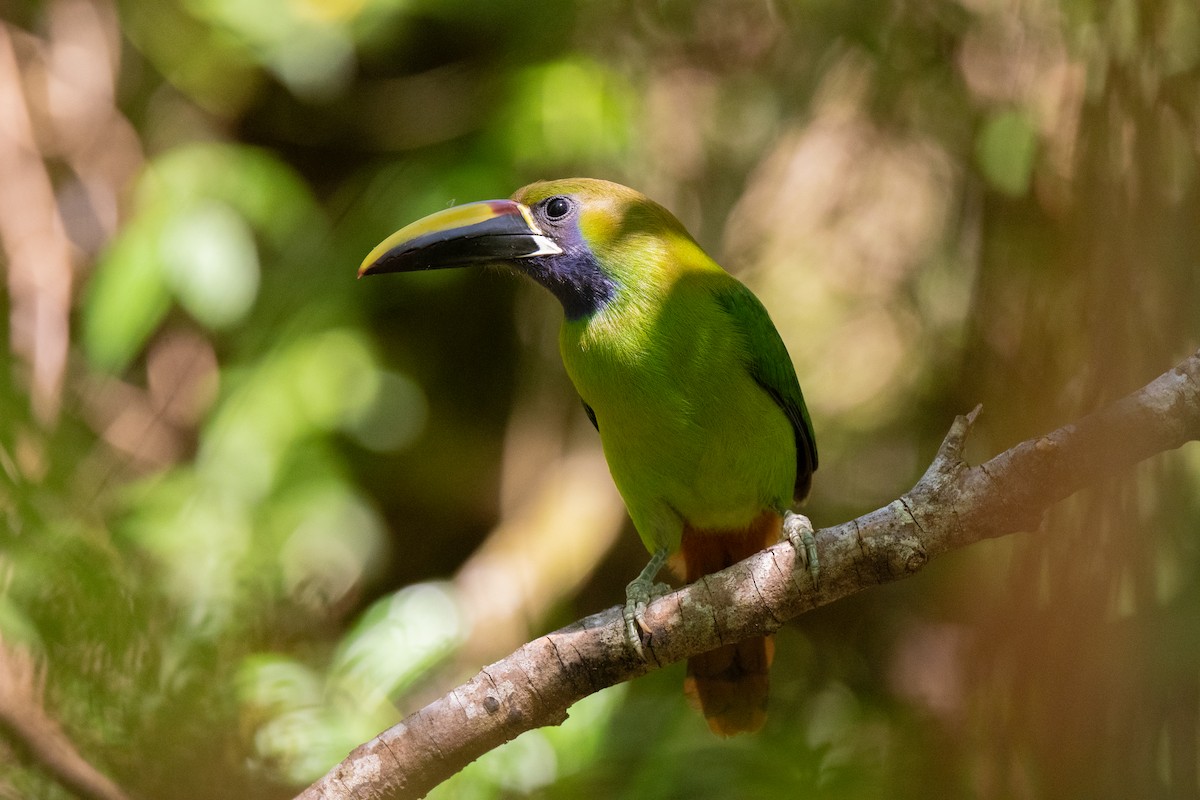 arassari smaragdový - ML636546526