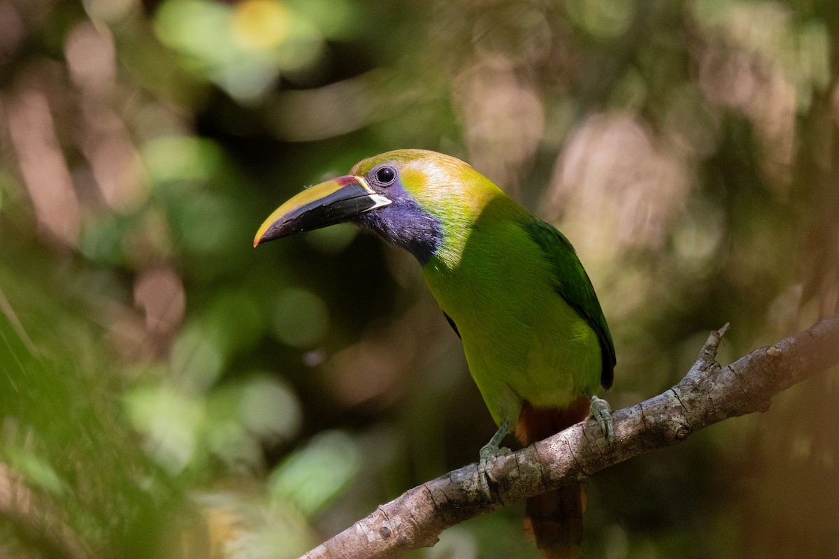 arassari smaragdový - ML636546527