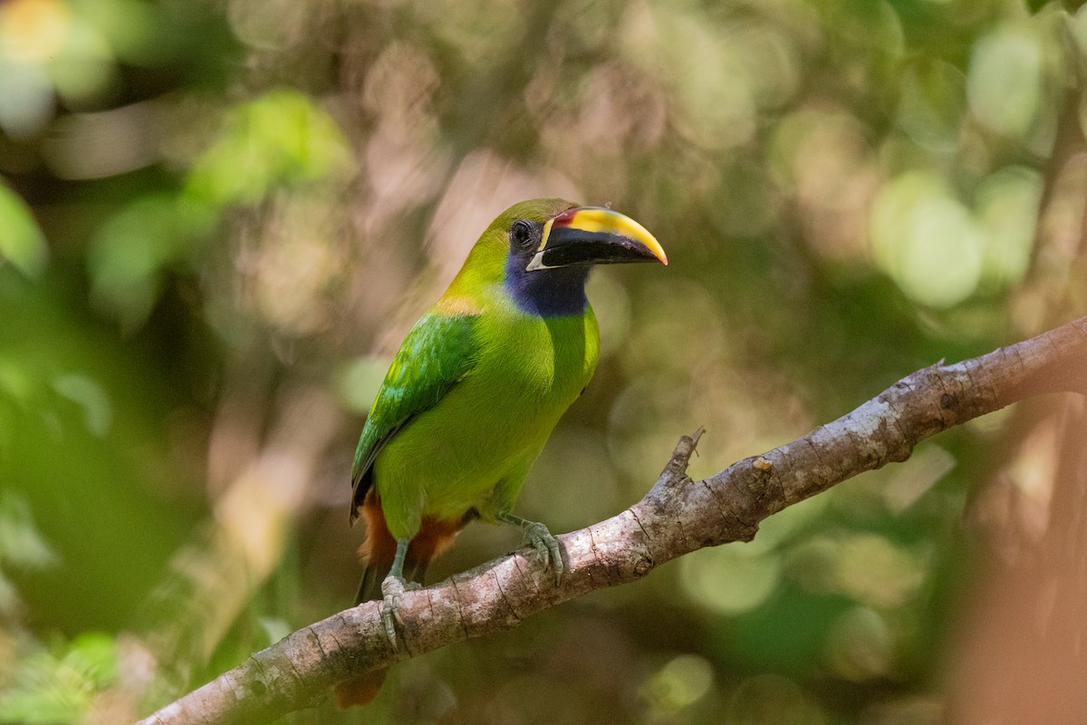 arassari smaragdový - ML636546528