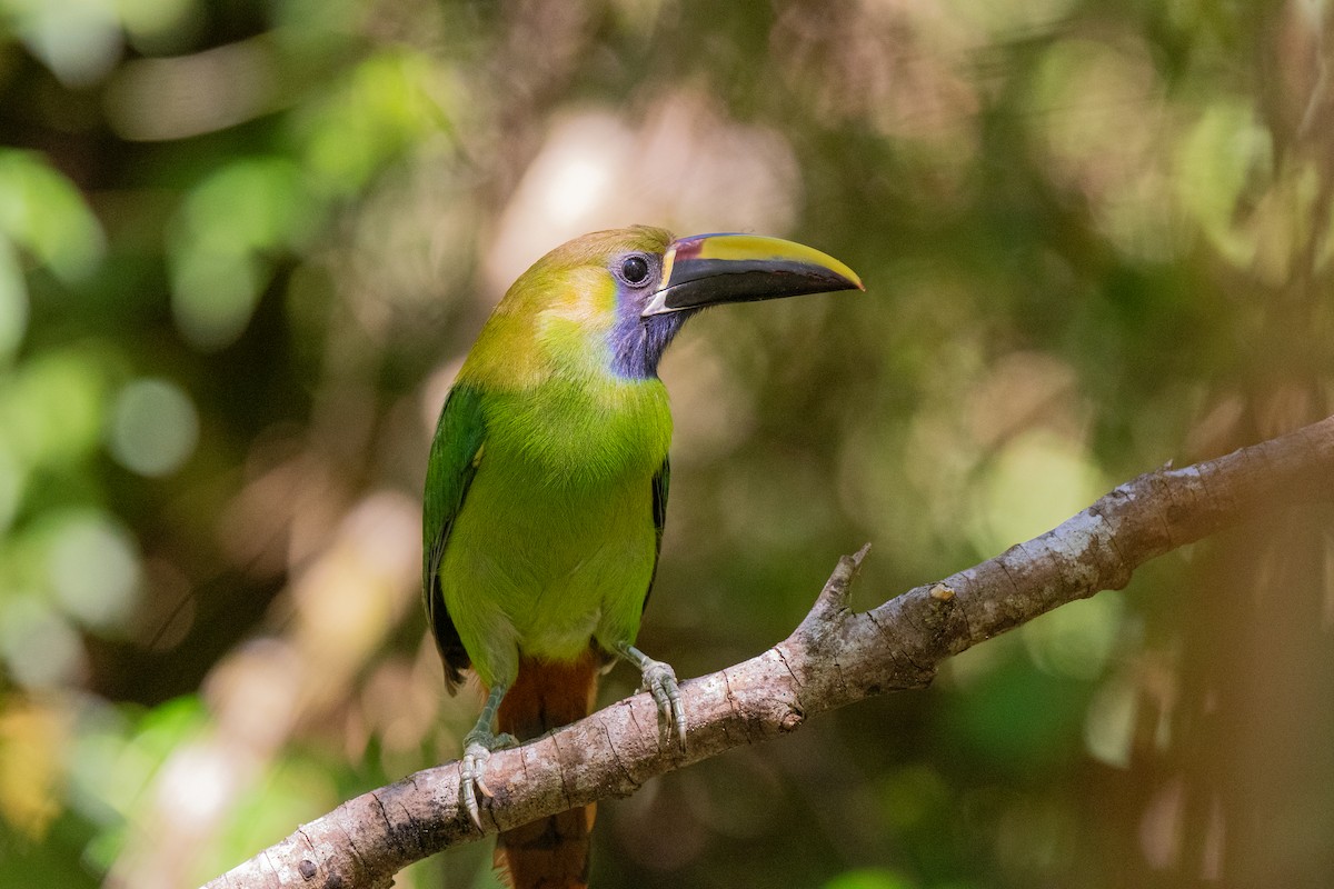 arassari smaragdový - ML636546529