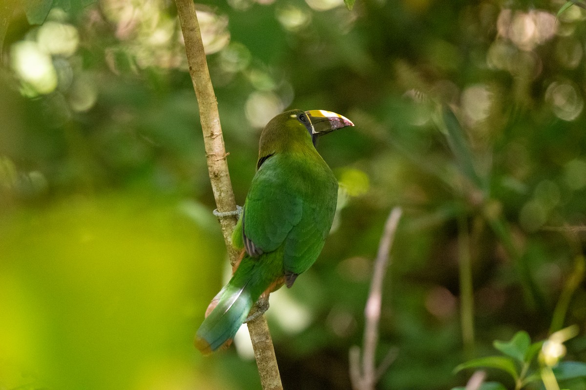 arassari smaragdový - ML636546530