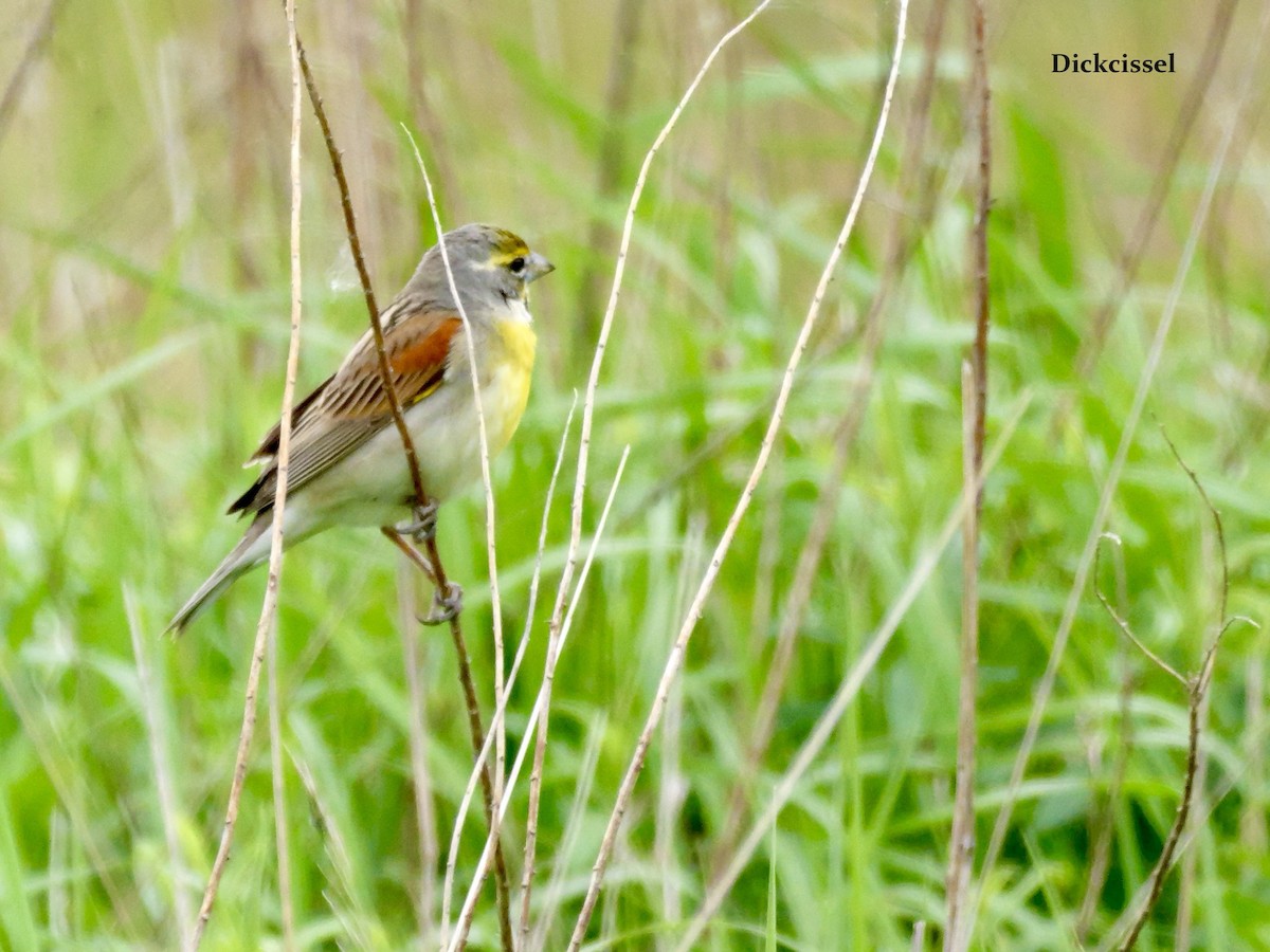 Dickcissel - ML636546567