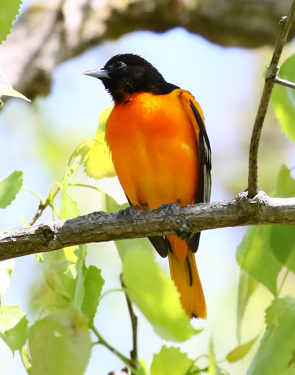 Baltimore Oriole - ML636546646