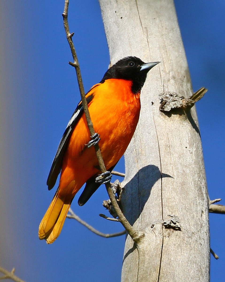 Baltimore Oriole - ML636546647