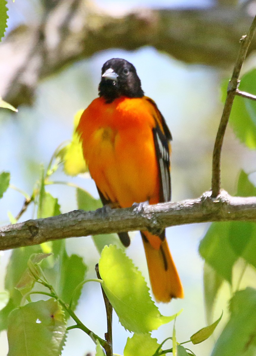 Baltimore Oriole - ML636546648