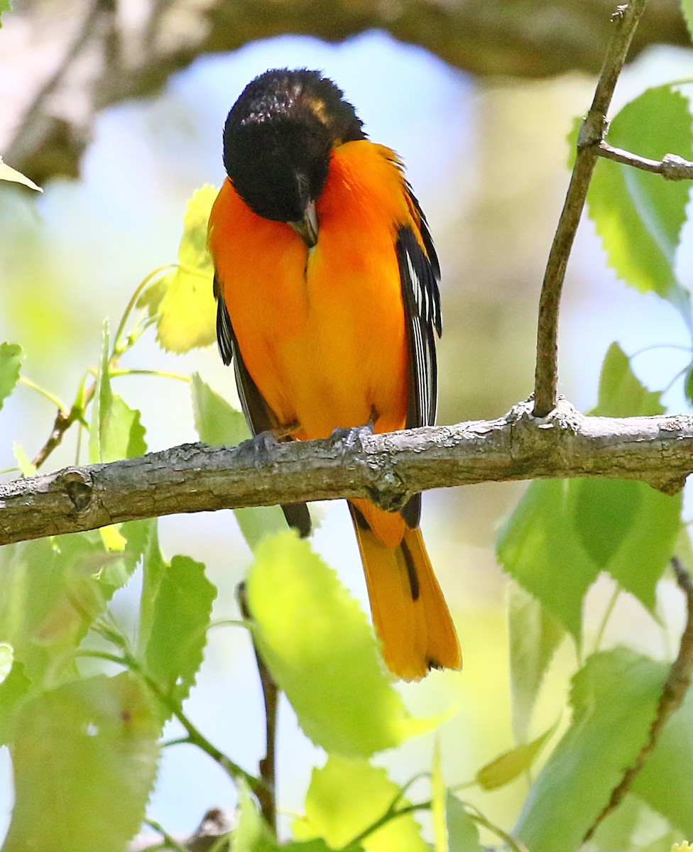 Baltimore Oriole - ML636546650