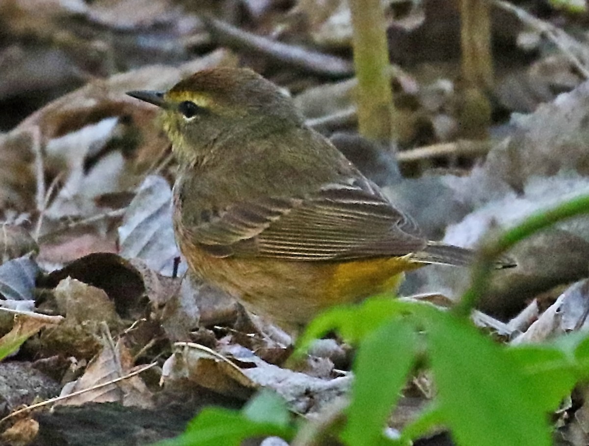 Palm Warbler - ML636546667