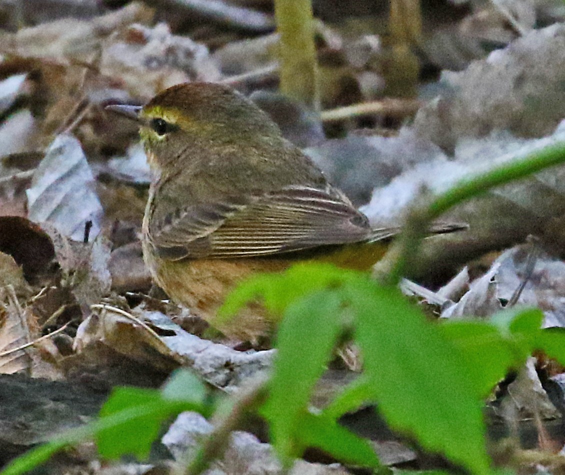 Palm Warbler - ML636546668