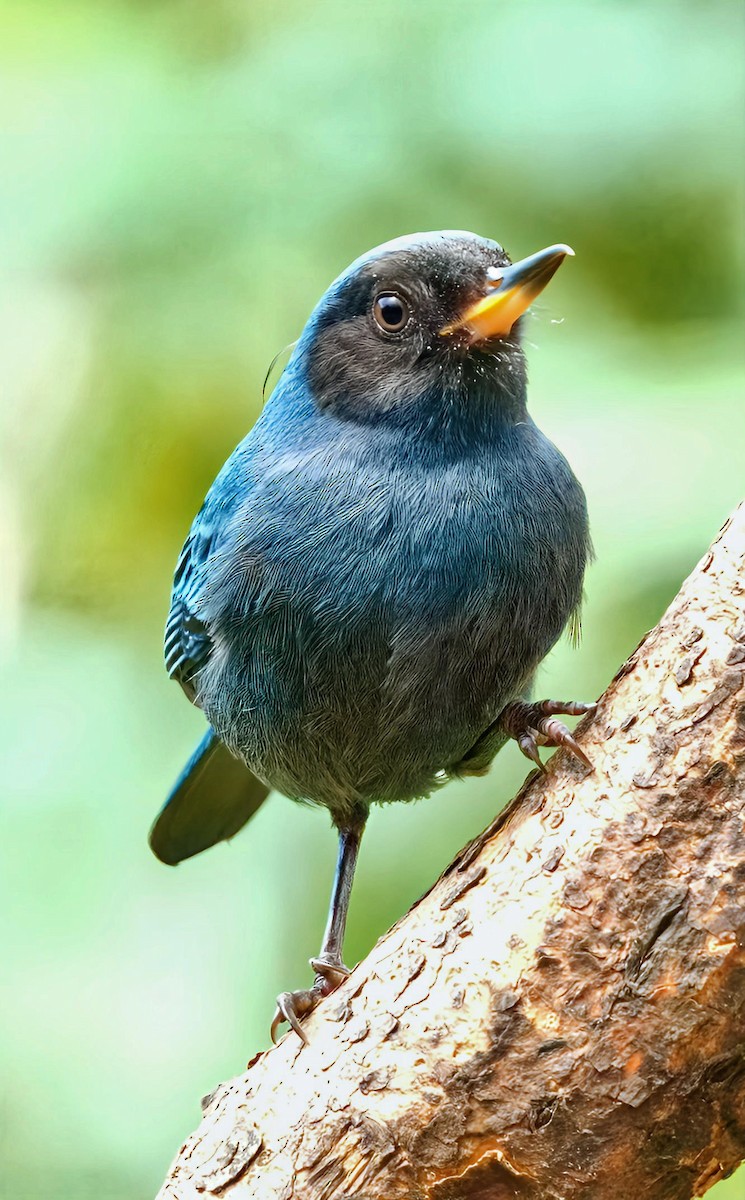 Green Honeycreeper - ML636546692