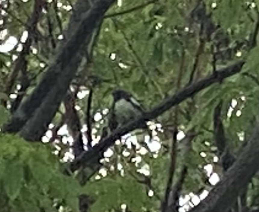 Black-throated Blue Warbler - ML636546754