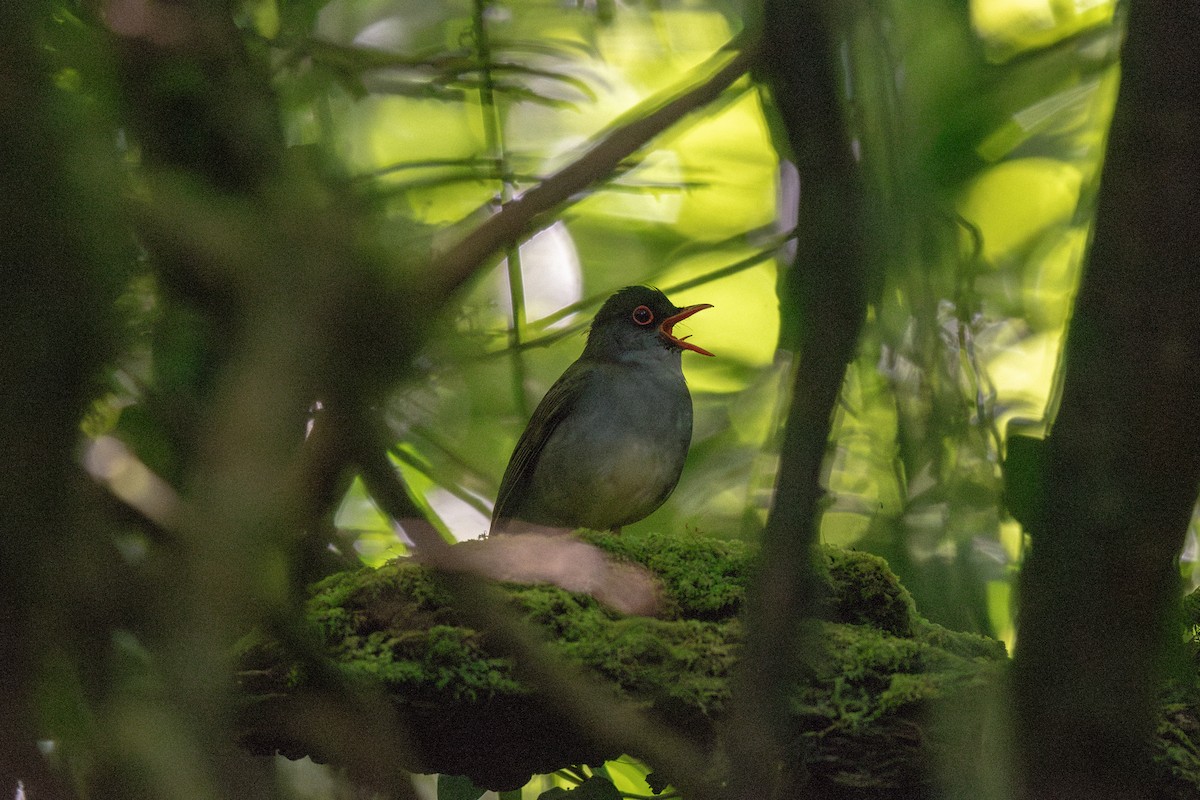 Black-headed Nightingale-Thrush - ML636546834