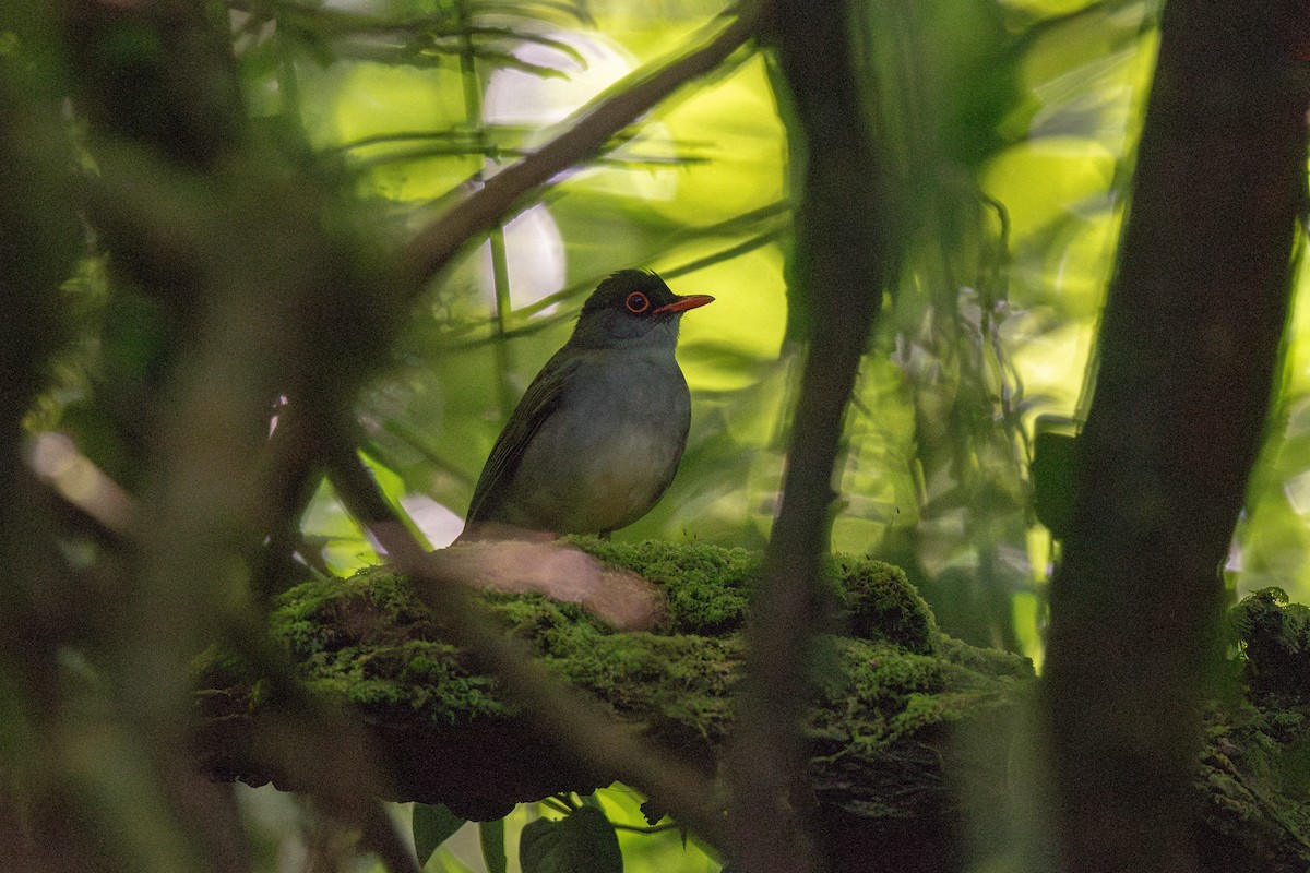 Black-headed Nightingale-Thrush - ML636546835