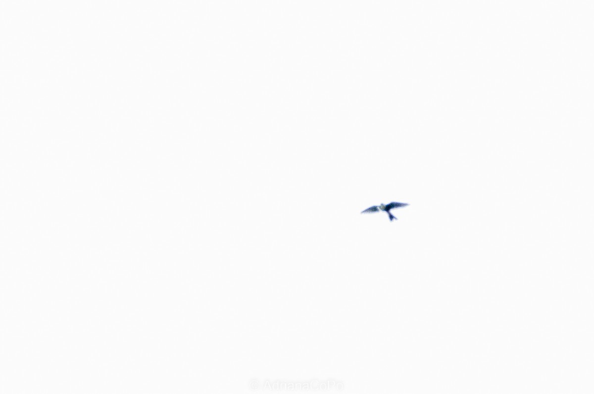 White-tailed Kite - ML636547012
