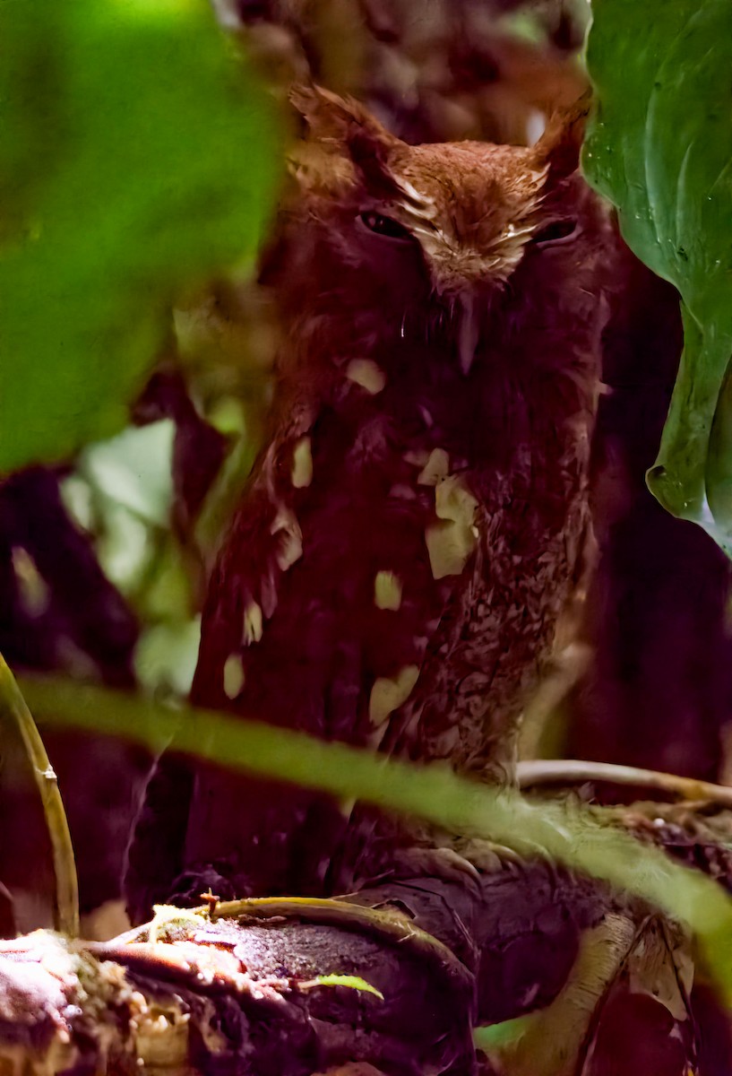 Choco Screech-Owl - ML636547060