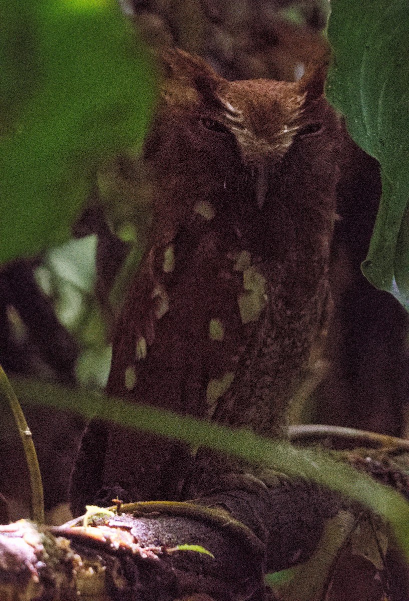 Choco Screech-Owl - ML636547062