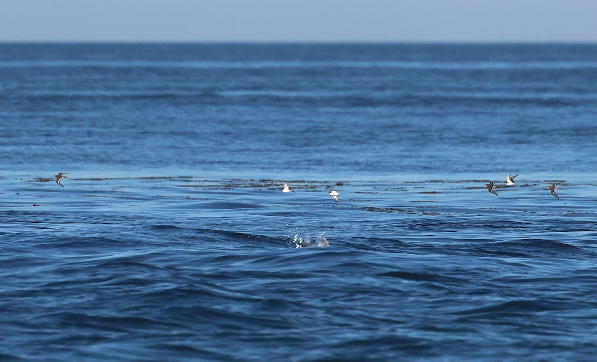 Red-necked Phalarope - ML636547092