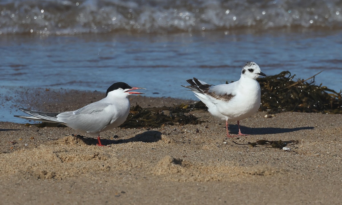 Little Gull - ML636547109