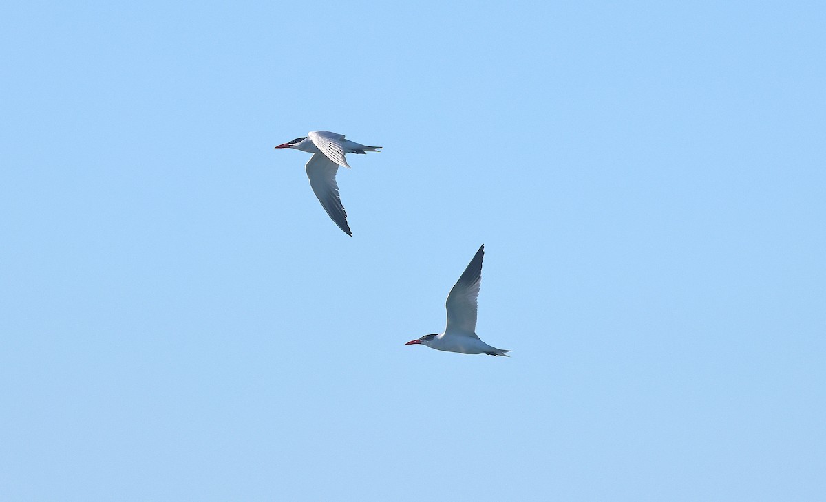 Caspian Tern - ML636547120
