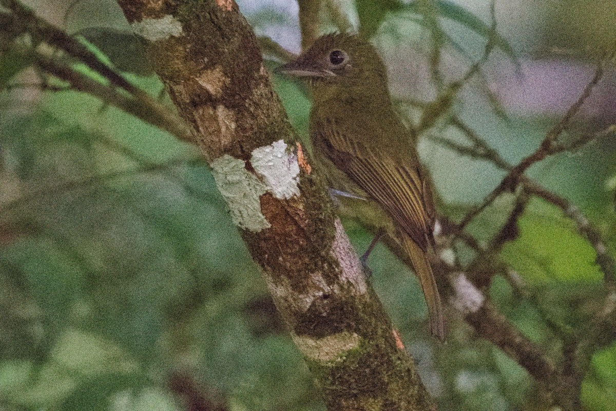 Yellow-winged Flatbill - ML636547139