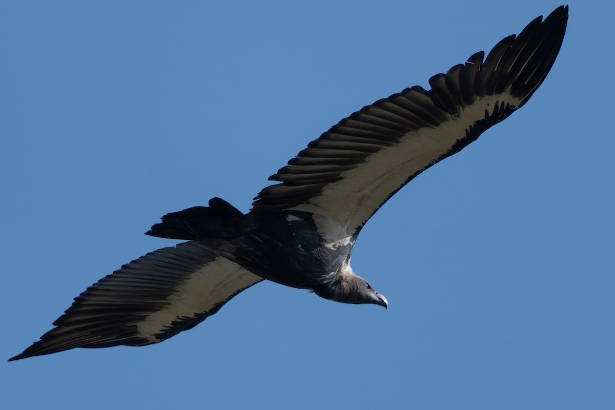 White-rumped Vulture - ML636547169