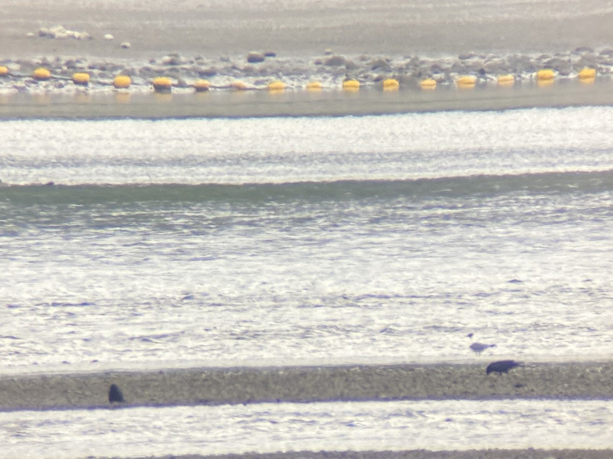 Franklin's Gull - ML636547182