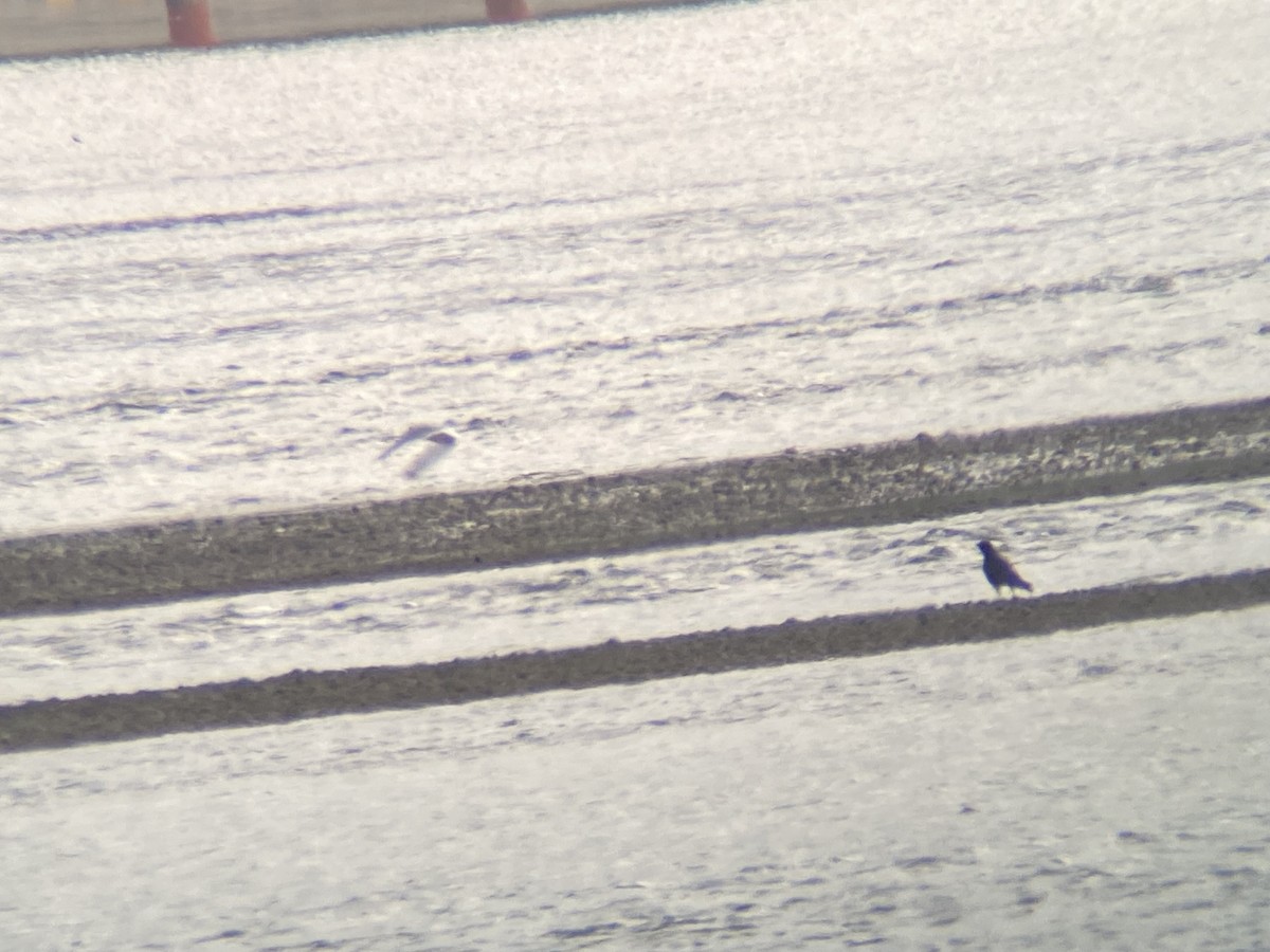 Franklin's Gull - ML636547183
