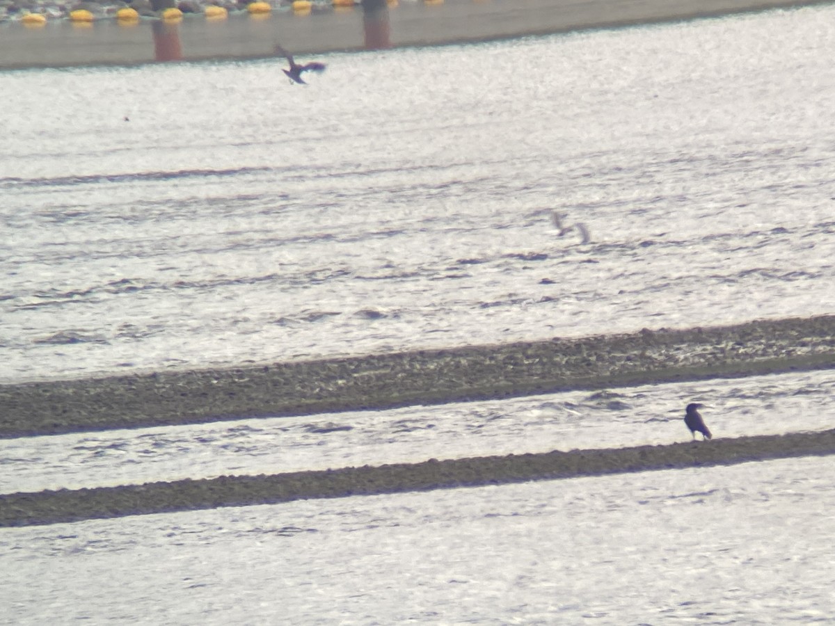 Franklin's Gull - ML636547184