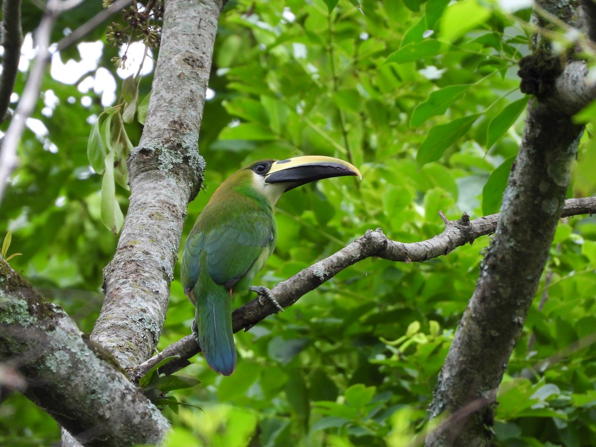 Northern Emerald-Toucanet - ML636547198
