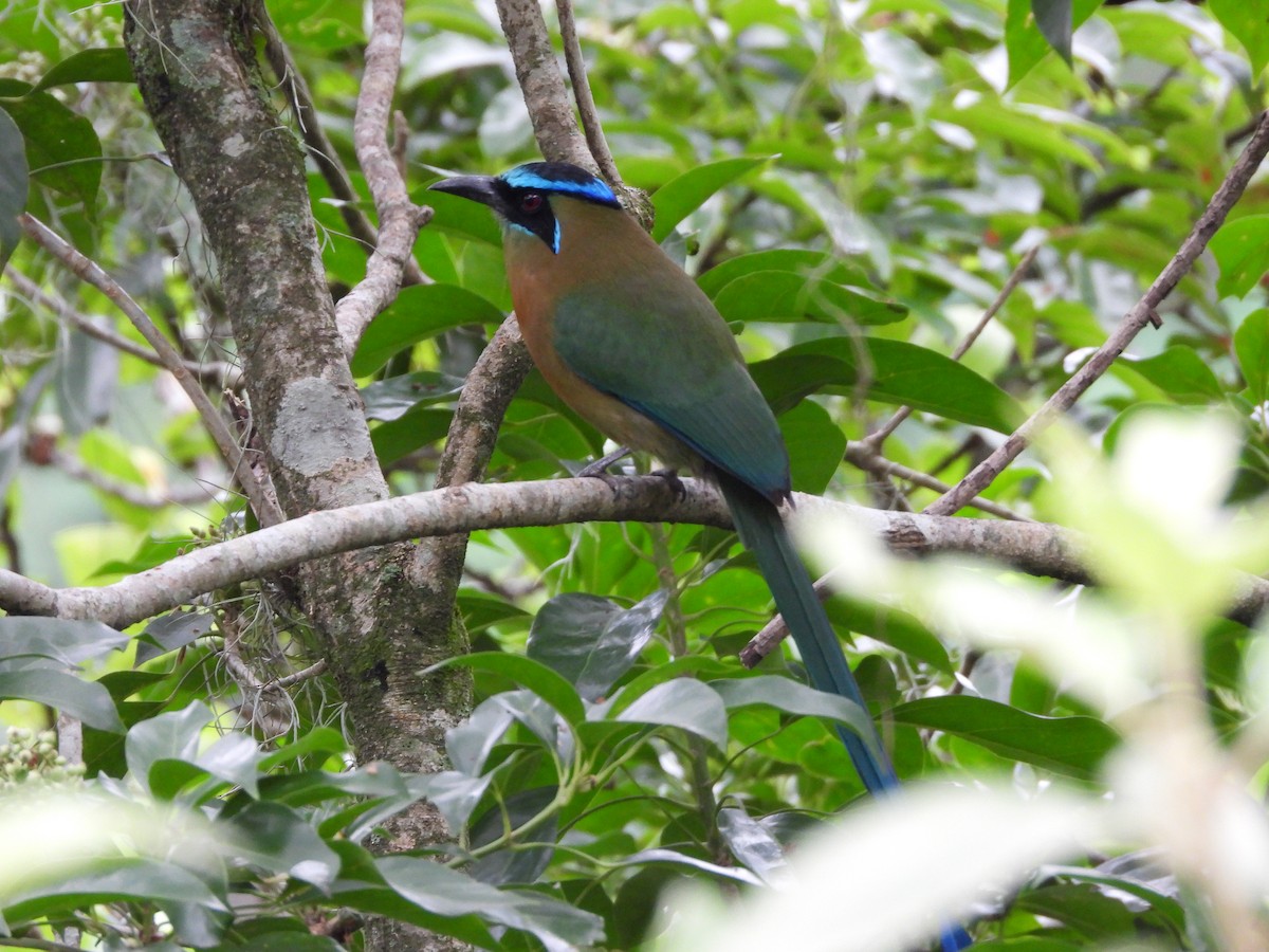 Lesson's Motmot - ML636547202