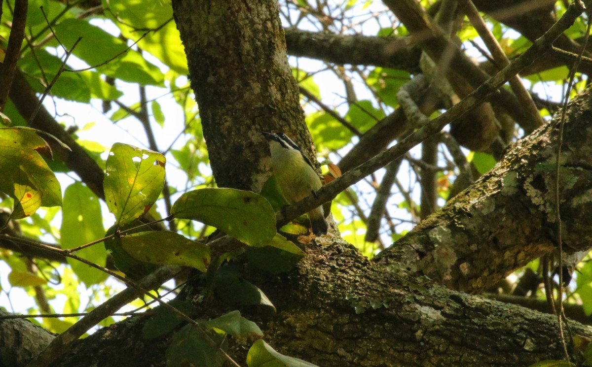 Yellow-rumped Tinkerbird - ML636547220