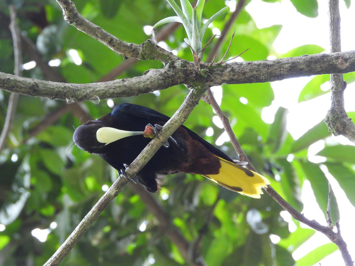 Chestnut-headed Oropendola - ML636547226