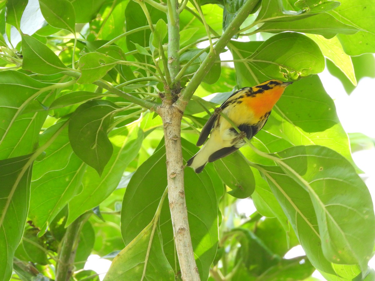 Blackburnian Warbler - ML636547325