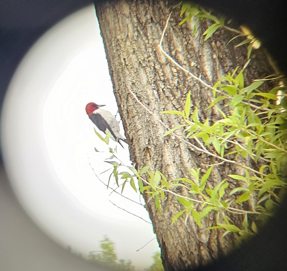 Red-headed Woodpecker - ML636547338