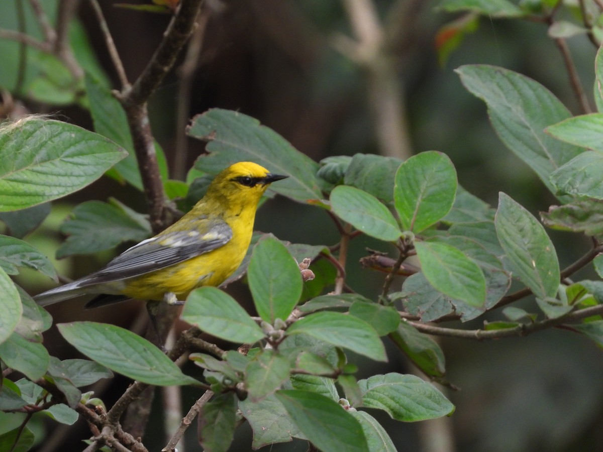 Blue-winged Warbler - ML636547398