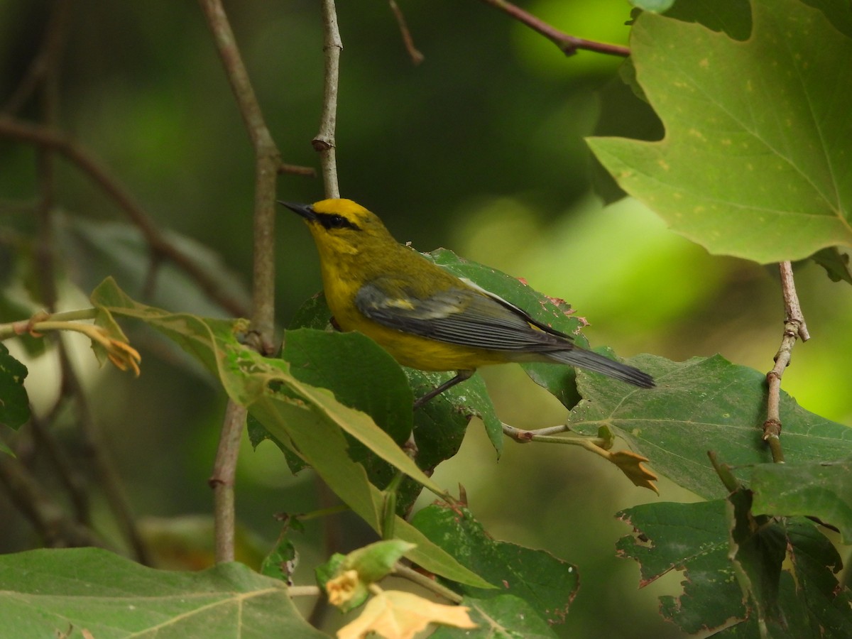 Blue-winged Warbler - ML636547399