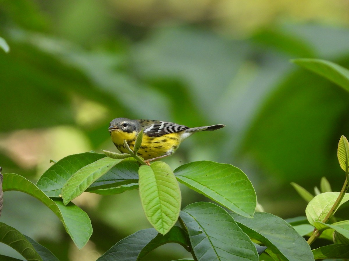 Magnolia Warbler - ML636547412
