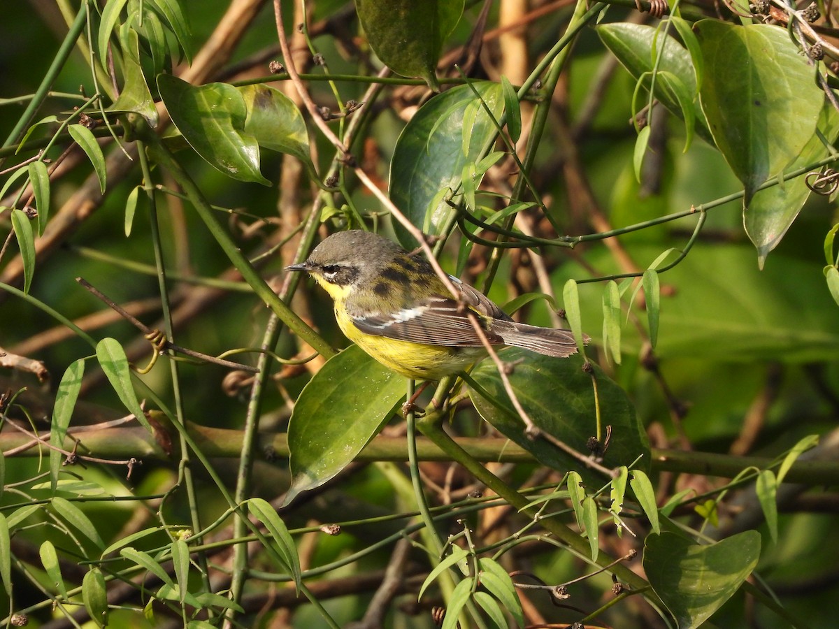 Magnolia Warbler - ML636547413