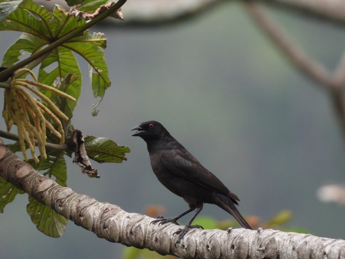 Bronzed Cowbird - ML636547429