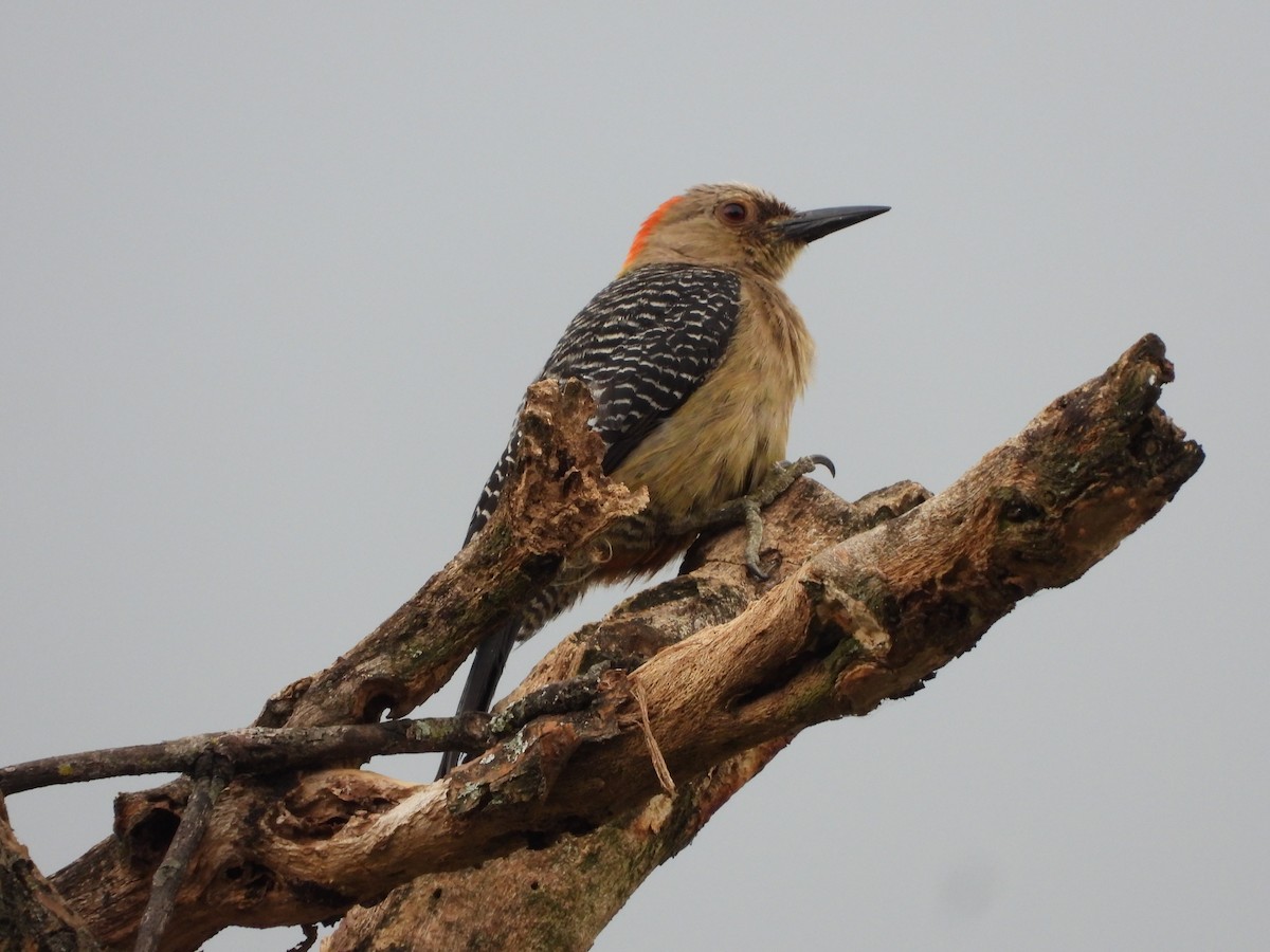 Golden-fronted Woodpecker - ML636547442