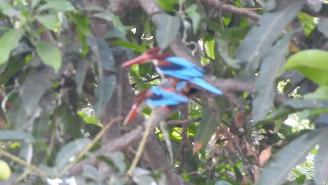 White-throated Kingfisher - ML636547489