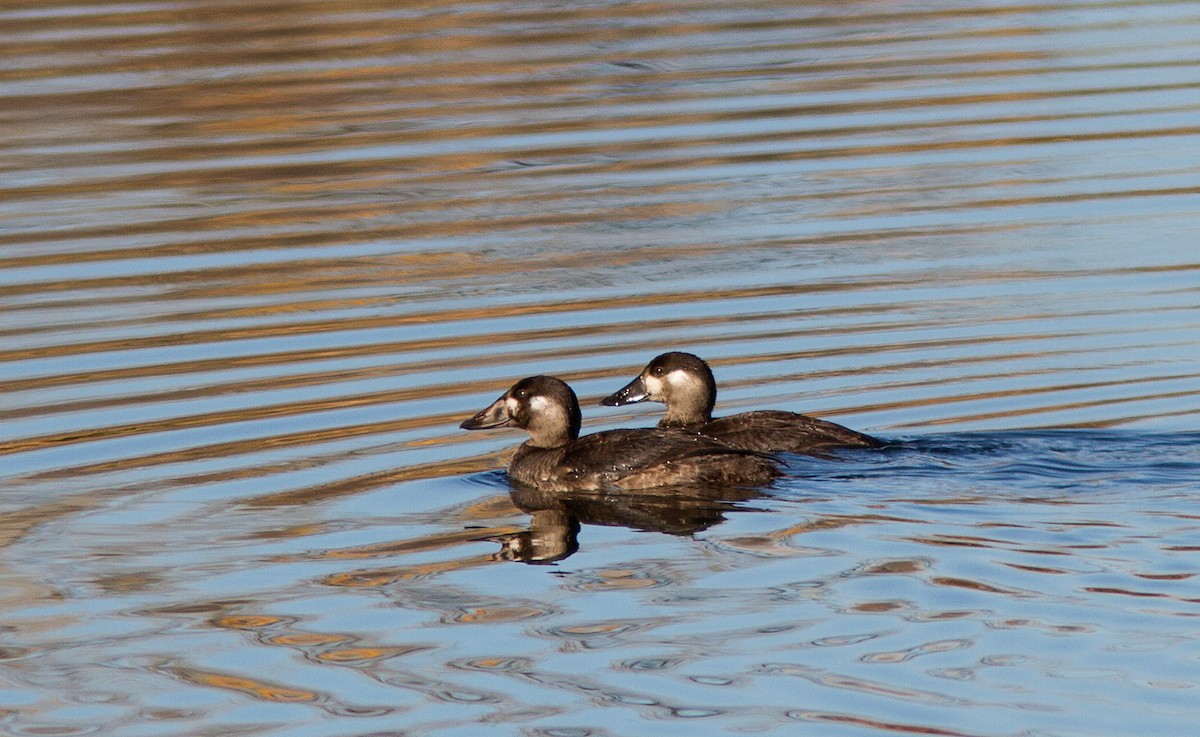Surf Scoter - ML63654751