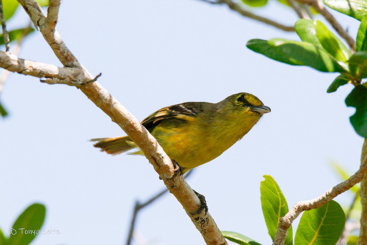 Vireo Piquigrueso - ML636547648