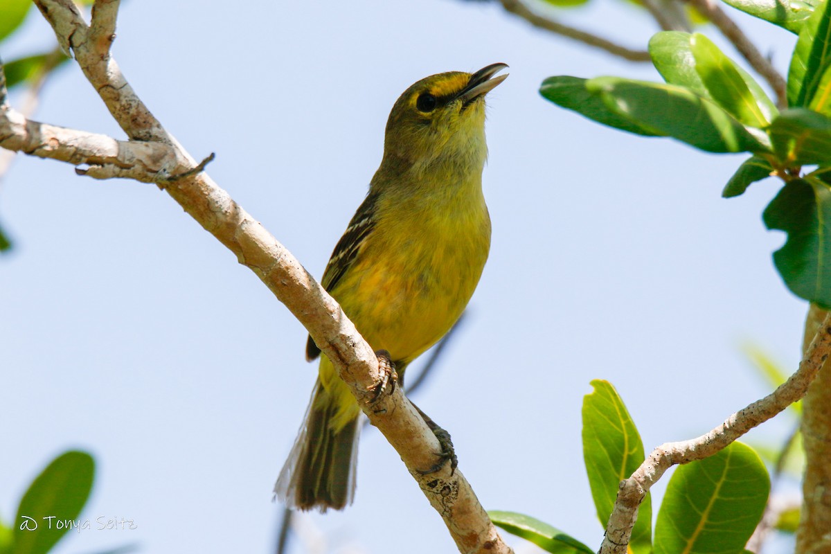 Vireo Piquigrueso - ML636547649