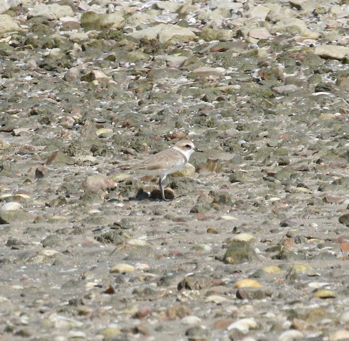 Kentish Plover (Kentish) - ML636547693