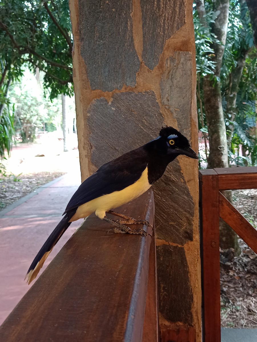Plush-crested Jay - ML636547768